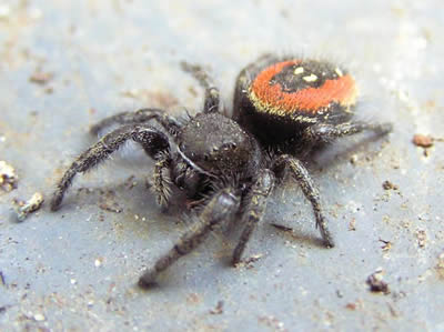 Phidippus borealis