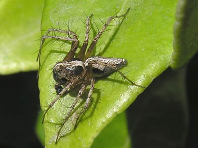 Lynx Spider