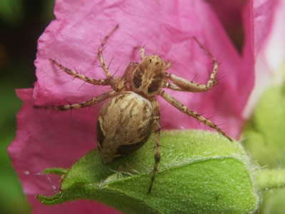 Lynx Spider