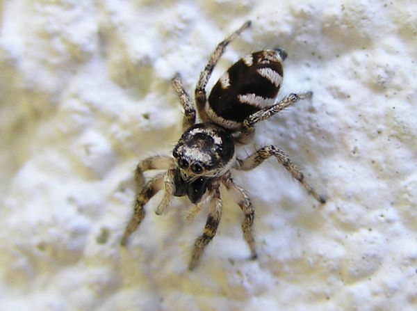 Zebra Spider, Salticus scenicus.