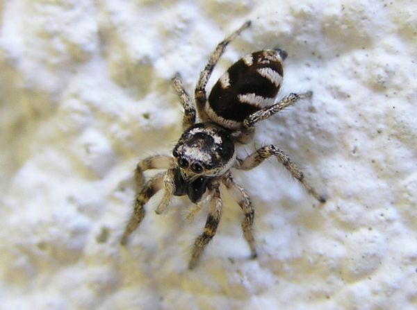 Zebra Spider, Salticus scenicus. 