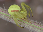 The Spiders Around Us
