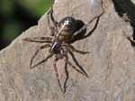 Night Hunting Woodland Spider, Cybaeus signifer
