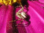 Goldenrod Crab Spider, Misumena vatia (male)