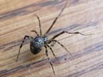 House Spider, Parasteatoda tepidariorum