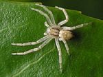 Philodromid Crab Spider, Philodromus dispar (female)