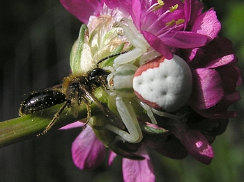 Goldenrod Spider with its dinner