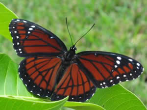 Viceroy Butterfly