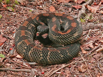Arizona Ridge-nosed Rattlesnake, Crotalus willardi willardi