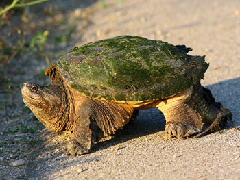 Snapping Turtle, Chelydra serpentina