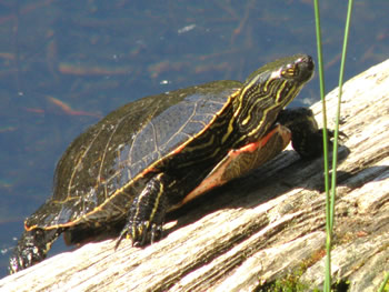 Painted Turtle, Chrysemys picta