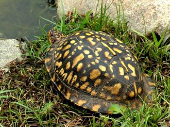 Ornate Box Turtle, Terrapene ornata 