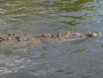 American Alligator, Alligator mississippiensis 