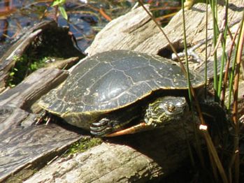 Painted Turtle, Chrysemys picta