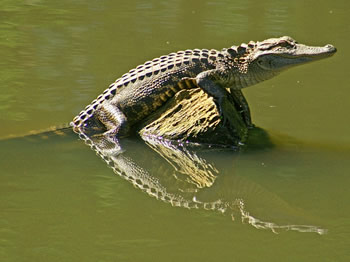 American Alligator, Alligator mississippiensis 