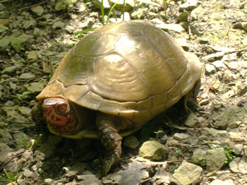 Three-toed Box Turtle, Terrapene carolina triunguis