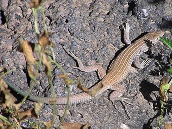 Whiptail Lizard, Cnemidophorus neomexicanus 