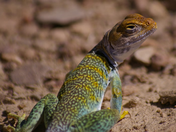Collared Lizard, Crotaphytus collaris 