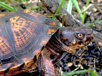 Eastern Box Turtle, Terrapene carolina