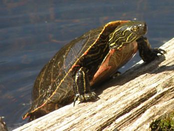 Painted Turtle, Chrysemys picta
