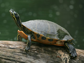 Alabama Red-bellied Turtle, Pseudemys alabamensis