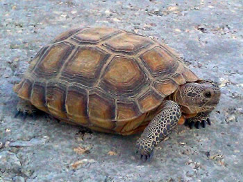 Desert Tortoise, 