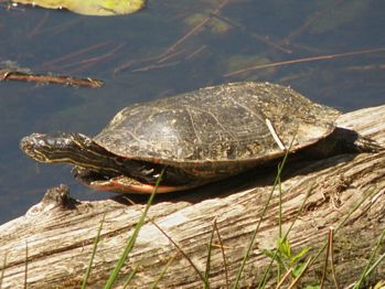 Western Painted Turtle, Chrysemys picta belli 
