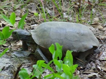 Gopher Tortoise, Gopherus polyphemus