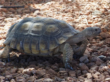Desert Tortoise, Gopherus agassizii