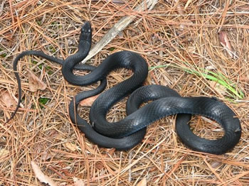 Northern Black Racer, Coluber constrictor constrictor 