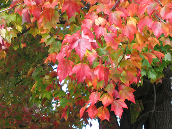 Red Maple, Acer rubrum