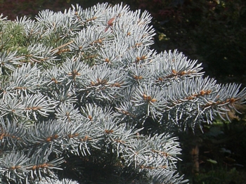 Blue Spruce, Picea pungens