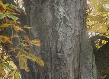 Ohio Buckeye, Aesculus glabra