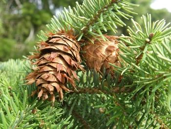 Douglas-fir, Pseudotsuga menziesii