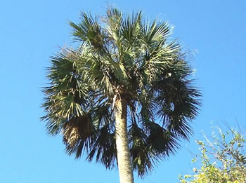Cabbage Palm, Sabal palmetto