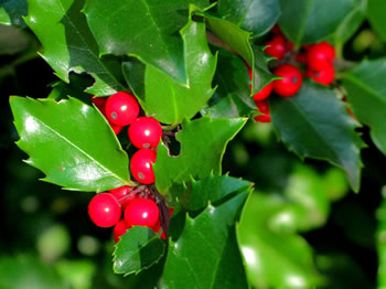 American Holly, Ilex opaca