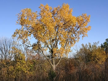 Eastern Cottonwood, Populus deltoides