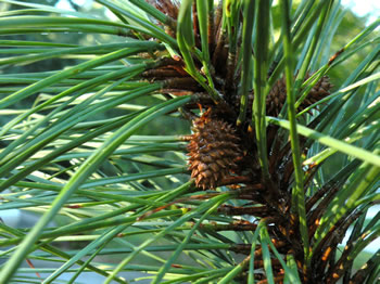 Longleaf Pine, Pinus palustris