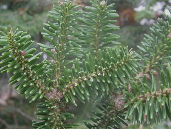 Balsam Fir, Abies balsamea