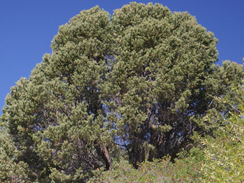 Pinyon Pine, Pinus edulis