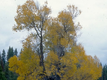 Plains Cottonwood, Populus deltoides monilifera