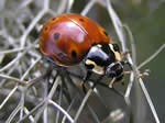 State Insects