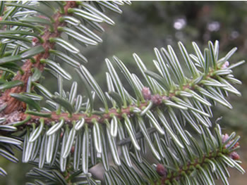 Balsam Fir