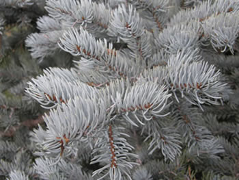 Colorado Blue Spruce