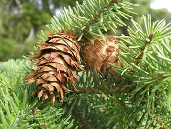 Douglas-fir cones