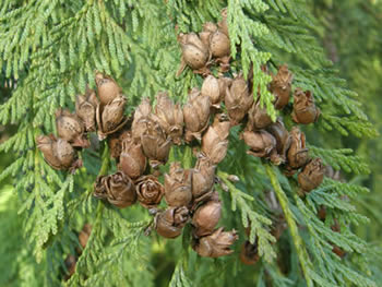 Western Redcedar cones