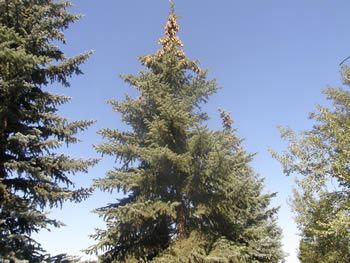 Colorado Blue Spruce