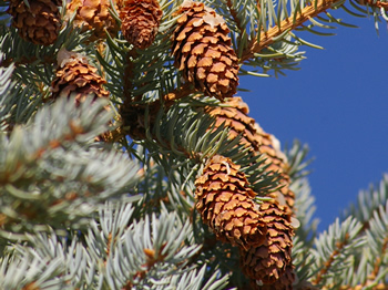 Colorado Blue Spruce cones