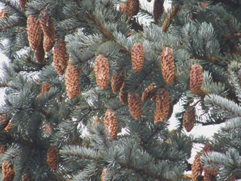 Hangin cones on a Colorado Blue Spruce