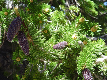 Bristlcone Pine